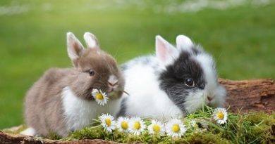 tavşanların özellikleri