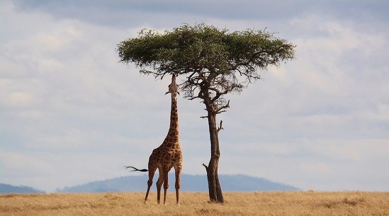 Zürafa