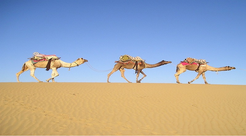 Develerin Özellikleri Nelerdir Çocuklar geleceğimiz&hellip;