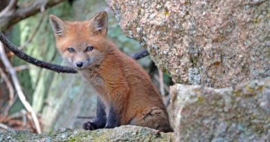 The fox and old woman