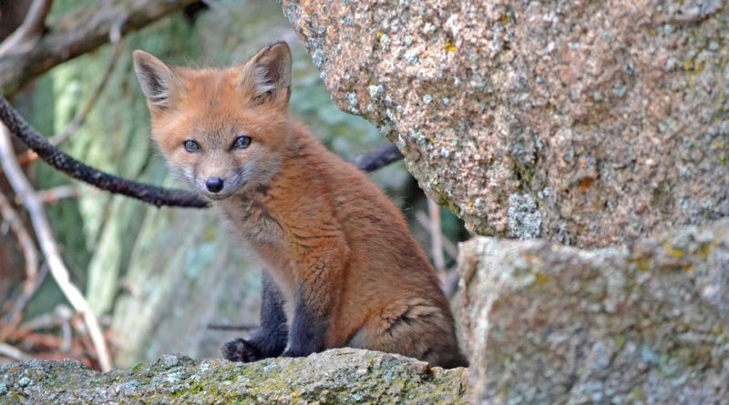 The fox and old woman