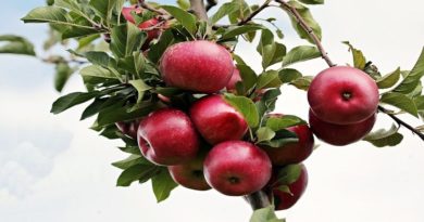 elmanın faydaları nelerdir
