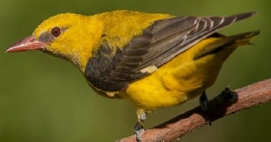 Baltimore Golden Oriole Features