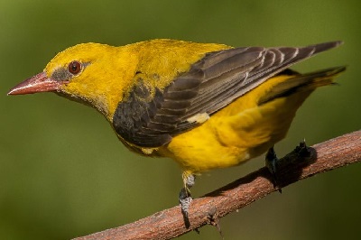 Baltimore Golden Oriole Features