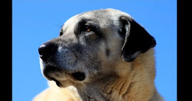 Kangal Shepherd Dog Features