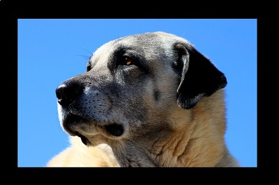 Kangal Shepherd Dog Features