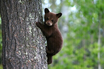 Features of Bears - Birey ve Toplum