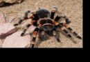 Tarantula Örümceği Özellikleri Nelerdir