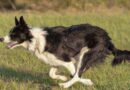 Border Collie Köpeği Hakkında İlginç Bilgiler