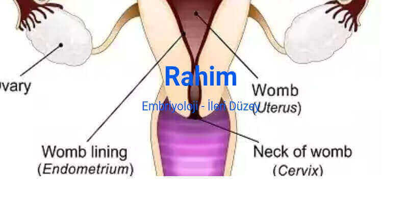 Rahim Ağzının Kalınlaşması Gerçeği