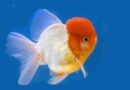 The Golden Fish and the Forgotten Wish